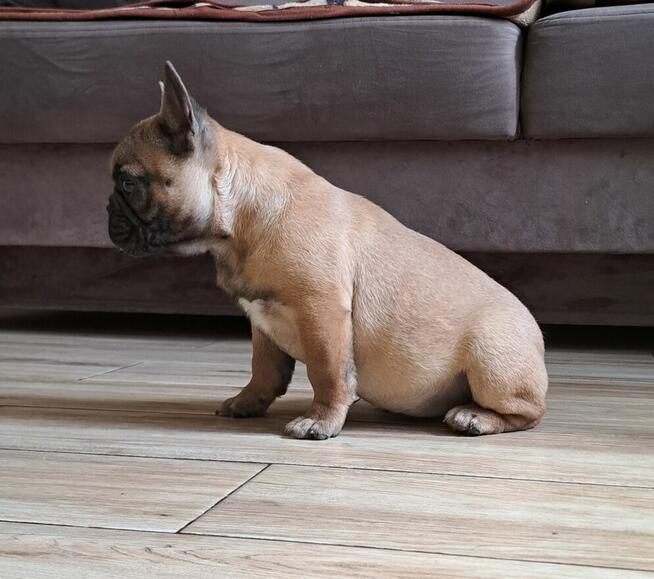 Buldog francuski