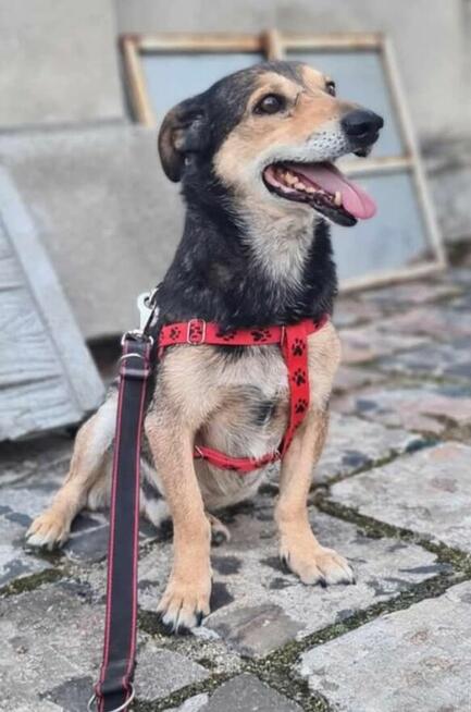Kajtek..Pies do wyrzucenia. Pilnie dom! chociaż tymczasowy