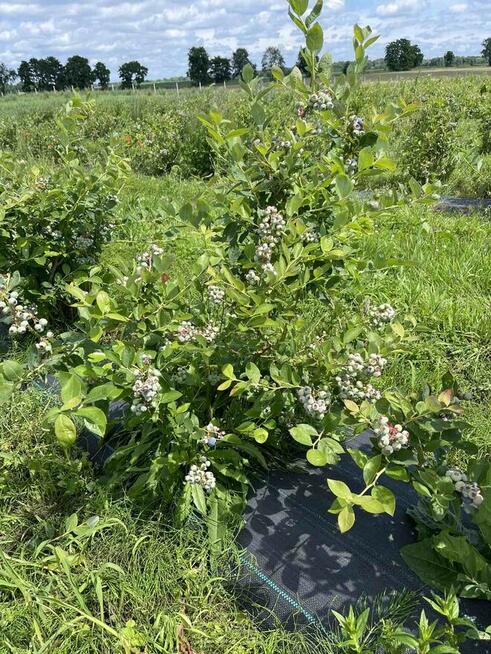 Gospodarstwo rolne 50 ha. Pomysł na biznes.