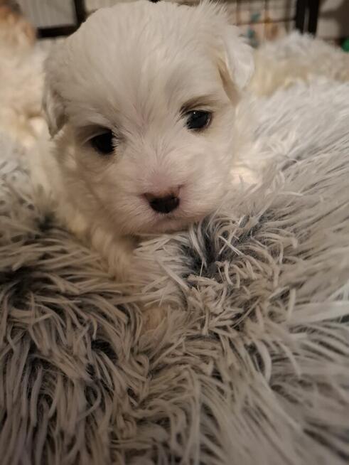 Maltańczyk suczka z rodowodem