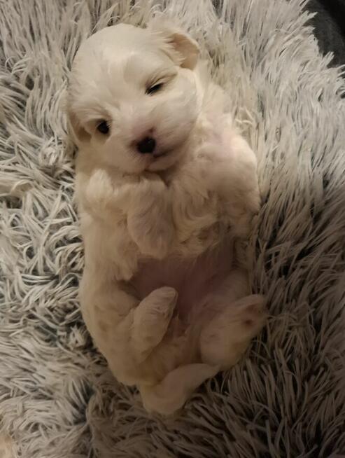 Maltańczyk suczka z rodowodem