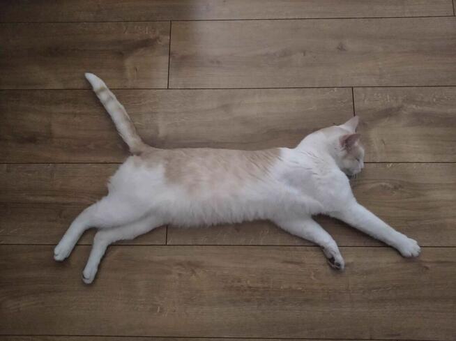 Zaginął kotek w Bielsku Podlaskim