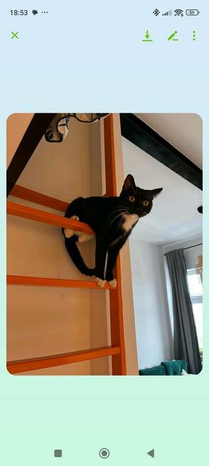 Przytulna kawalerka - zwierzęta