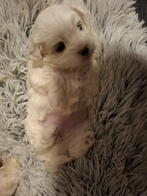 Maltańczyk suczka z rodowodem