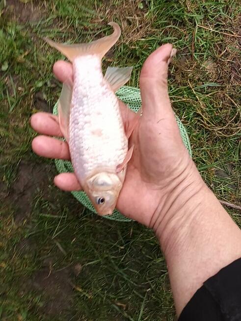 Karasie ozdobne do oczka wodnego