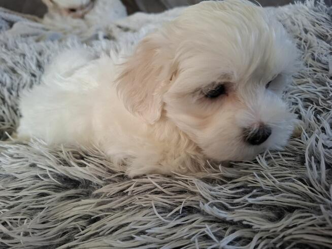 Piesek maltańczyk z rodowodem