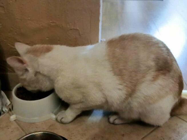 Zaginął kotek w Bielsku Podlaskim