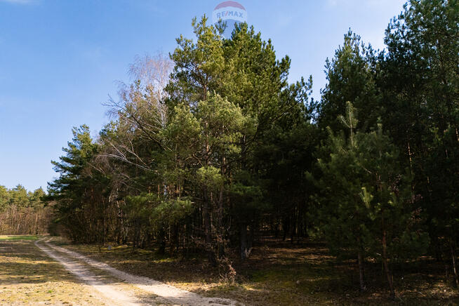 Działka leśna na sprzedaż - Albinów gmina Głowno