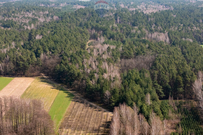 Działka leśna na sprzedaż - Albinów gmina Głowno