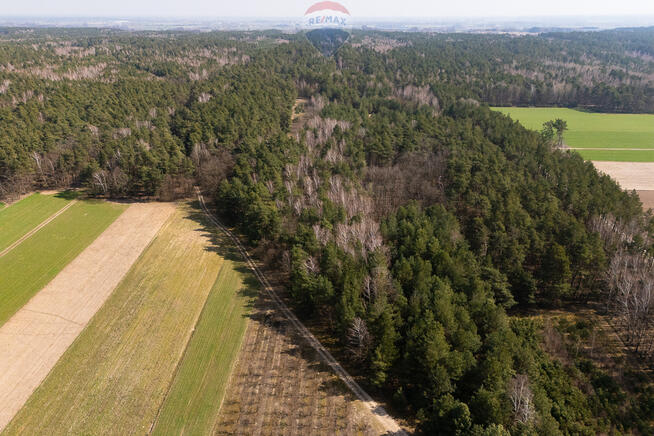 Działka leśna na sprzedaż - Albinów gmina Głowno