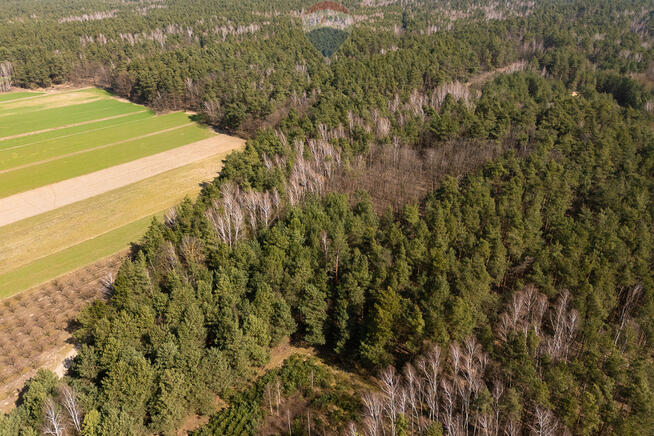 Działka leśna na sprzedaż - Albinów gmina Głowno