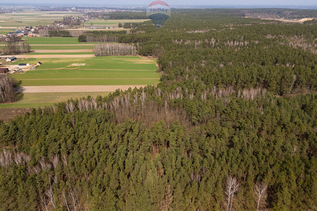 Działka leśna na sprzedaż - Albinów gmina Głowno