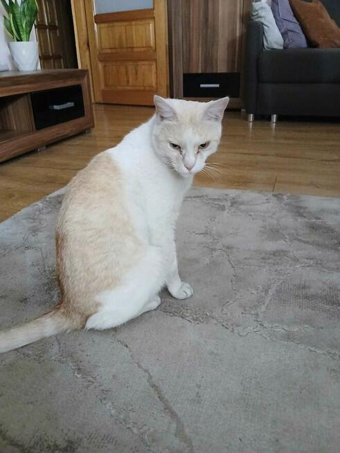 Zaginął kotek w Bielsku Podlaskim