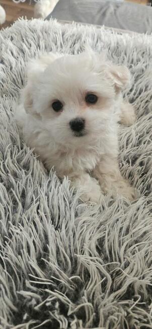 Piesek maltańczyk z rodowodem