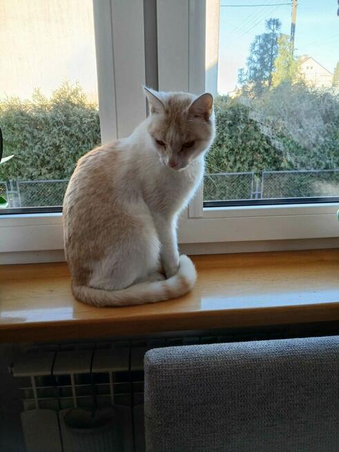 Zaginął kotek w Bielsku Podlaskim