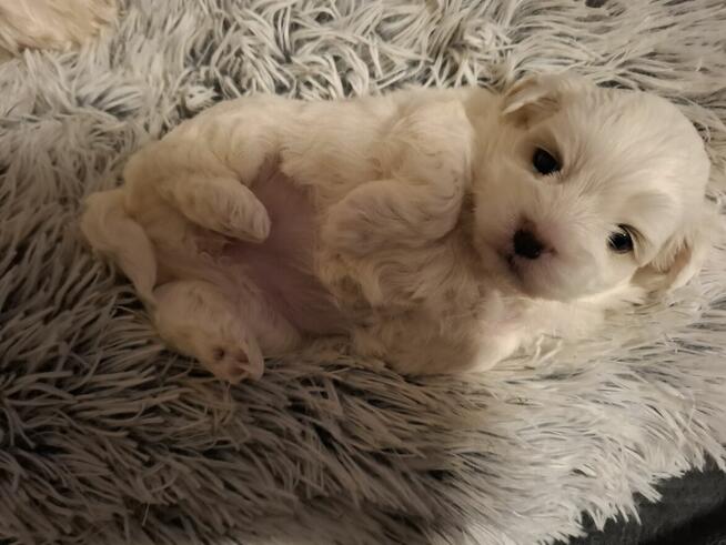 Maltańczyk suczka z rodowodem