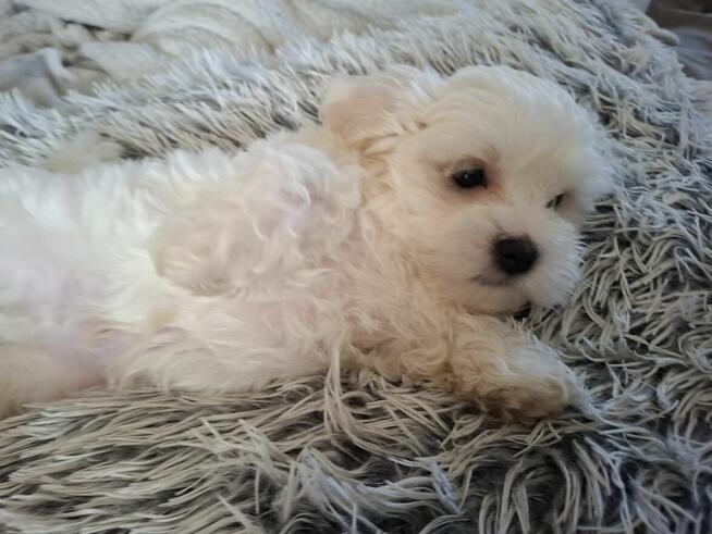 Piesek maltańczyk z rodowodem