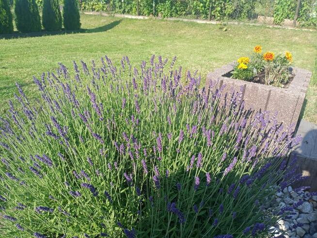 Działka rekreacyjna