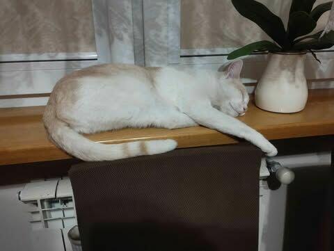 Zaginął kotek w Bielsku Podlaskim