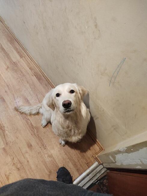 Golden retriever suczka