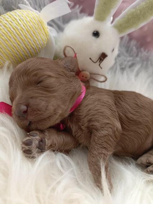 Przepiękna dziewczynka pudel Toy