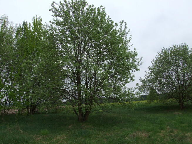 Gospodarstwo 2,5ha Hruszew gm. Platerów