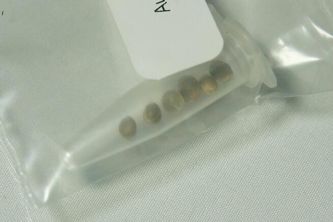 Nasiona konopi White Widow XXL Auto - 6 sztuk