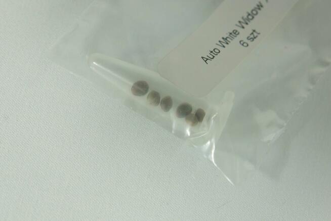 Nasiona konopi White Widow XXL Auto - 6 sztuk