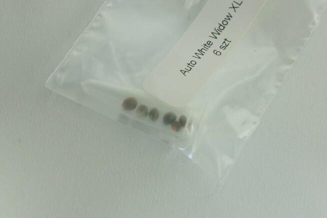 Nasiona konopi White Widow XXL Auto - 6 sztuk