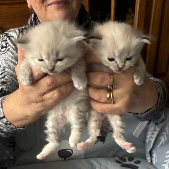 Kocięta Ragdoll Rumia