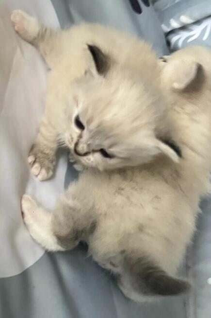 Kocięta Ragdoll Rumia