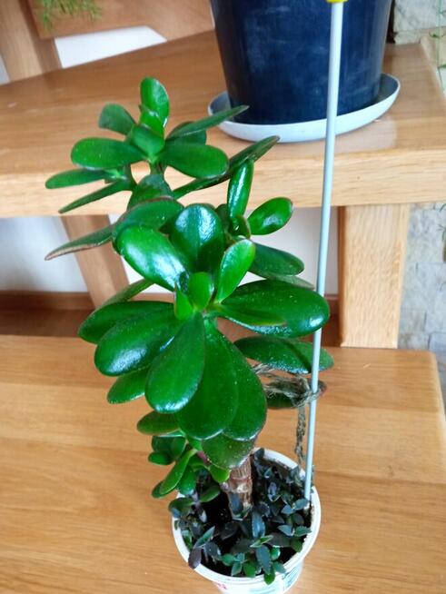 Aloesy kolekcjonerskie i ...