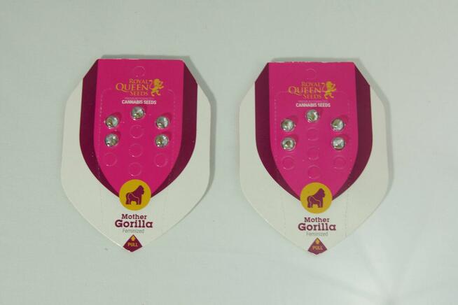 Nasiona konopi Mother Gorilla - ROYAL QUEEN SEEDS - 5 sztuk