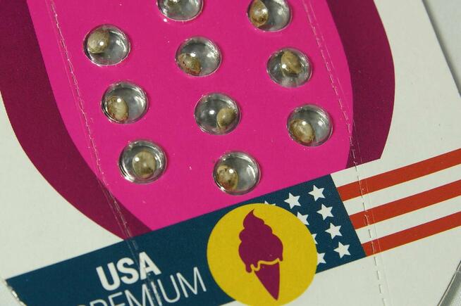 Nasiona konopi Green Gelato - ROYAL QUEEN SEEDS - 10 sztuk