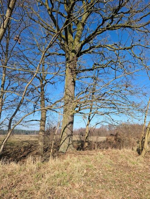 Sprzedam Działkę w miejscowości Silna gmin Pszczew