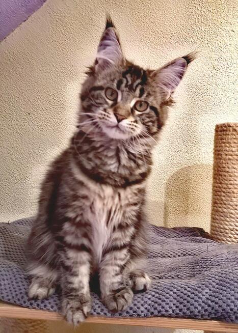 Kotka Maine Coon