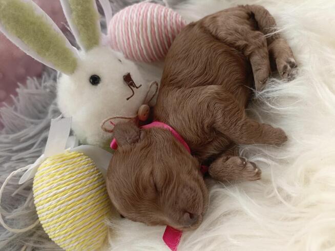 Przepiękna dziewczynka pudel Toy