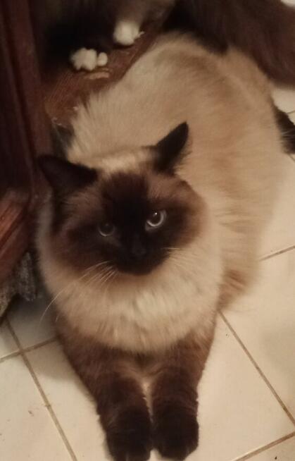 Kocięta Ragdoll Rumia