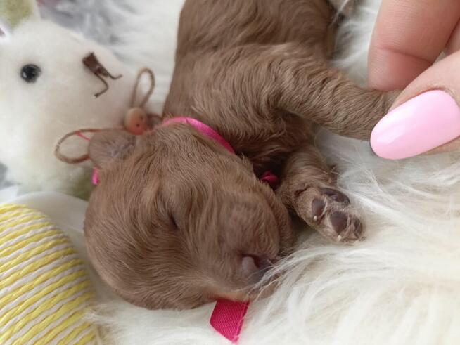 Przepiękna dziewczynka pudel Toy