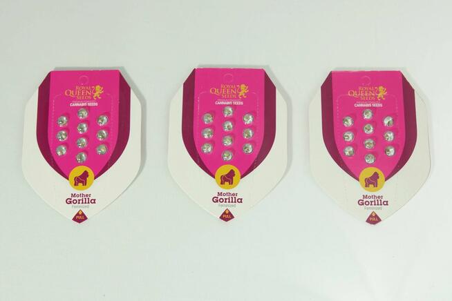 Nasiona konopi Mother Gorilla - ROYAL QUEEN SEEDS - 10 sztuk