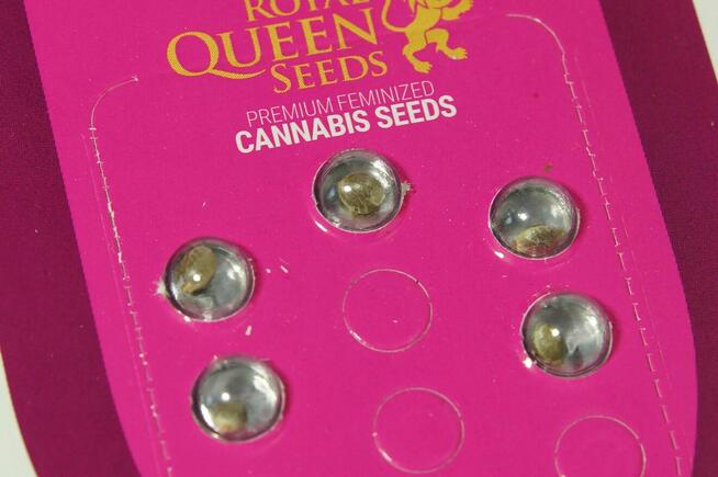 Nasiona konopi Mother Gorilla - ROYAL QUEEN SEEDS - 5 sztuk