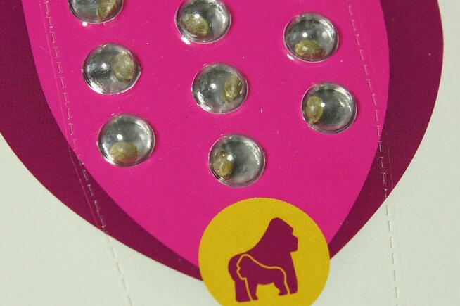 Nasiona konopi Mother Gorilla - ROYAL QUEEN SEEDS - 10 sztuk