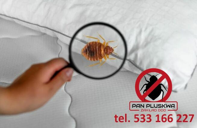 Likwidacja gniazd os, szerszeni, mrówek. Odpluskwianie