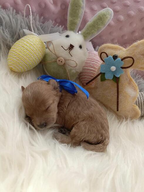 Cudny piesiu pudel Toy górna granica