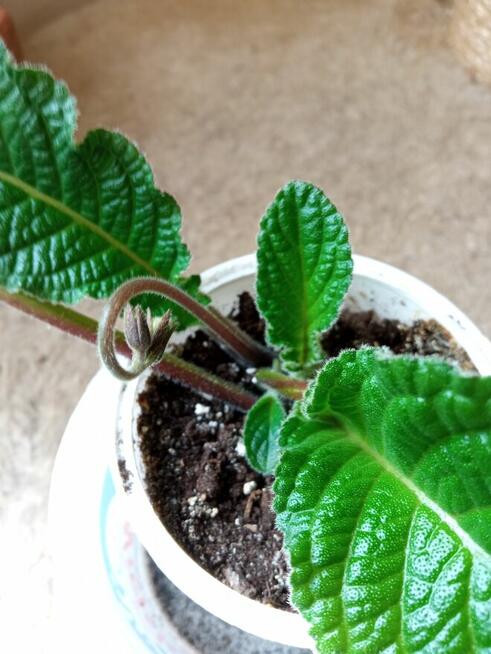 Skrętniki -piękne kwiaty