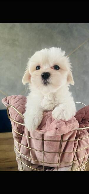 Maltańczyk odbiór od 30.04