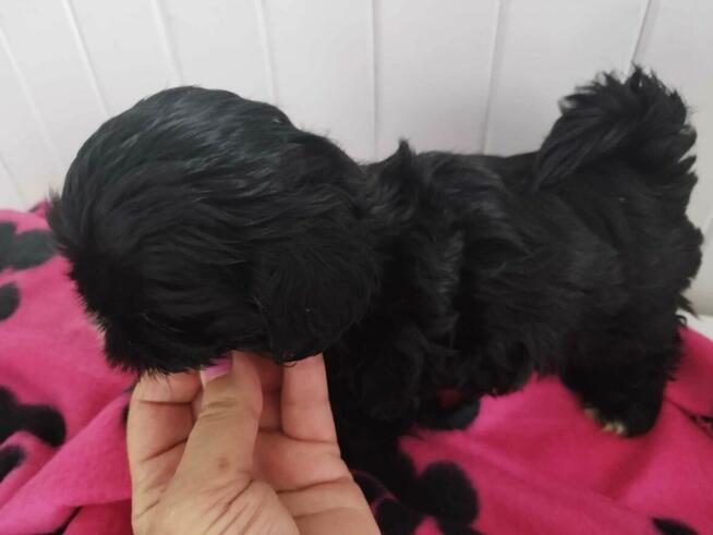 *** Shih Tzu Prześliczne Czarne Maluszki Po Malutkich Rodzic