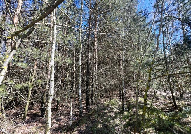 Działki leśne, Las, Tyśmienica, Gm. Parczew