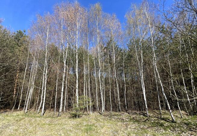 Działki leśne, Las, Tyśmienica, Gm. Parczew