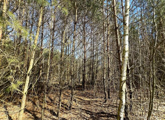 Działki leśne, Las, Tyśmienica, Gm. Parczew